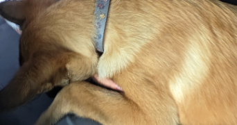 lissy pet sitter à LIÈGE 4020_1