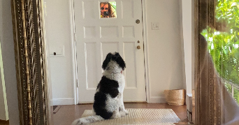 soline pet sitter à LANNEMEZAN 65300_5