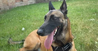 bryan pet sitter à BRAY DUNES 59123