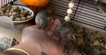 lucie pet sitter à ISSOIRE 63500_2