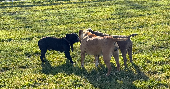 morgane pet sitter à ABBEVILLE 80100_7