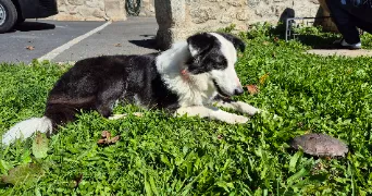 léane pet sitter à PARLAN 15290