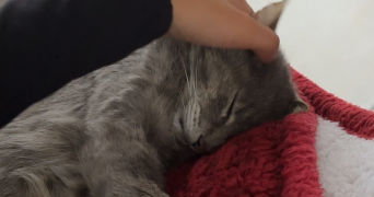 romane pet sitter à ANGERS 49000_1