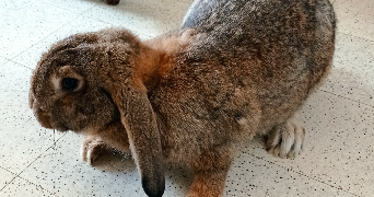 Stephanie pet sitter à LE CATEAU CAMBRESIS 59360_4