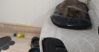 celine pet sitter à LANGEAIS 37130_7