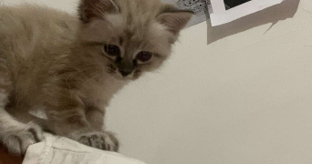 sarah pet sitter à ROUEN 76000_2