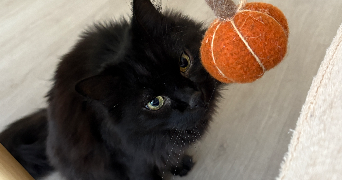 natacha pet sitter à BUSSY ST GEORGES 77600_3