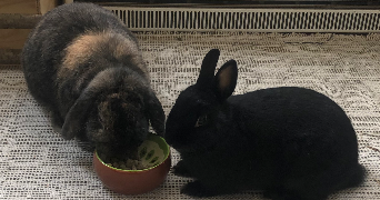 elsa pet sitter à STRASBOURG 67000_1