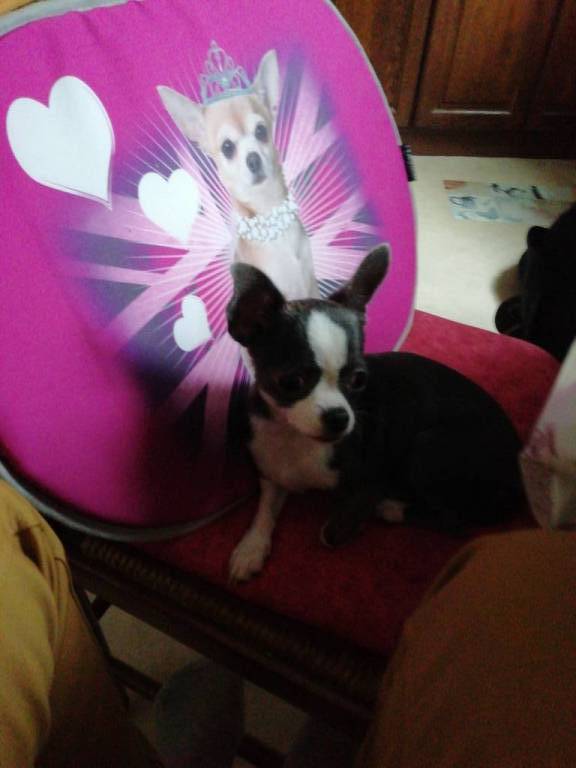 evelyne pet sitter à Sanchey 88390_9