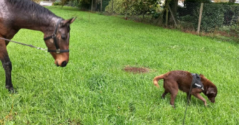 yoann pet sitter à NOTRE DAME DES LANDES 44130_2