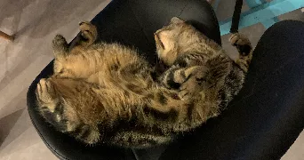 zoé pet sitter à VIMY 62580