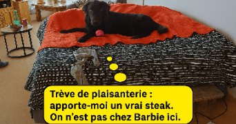 marine pet sitter à PARIS 20 75020_1