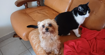 marlène pet sitter à ILLE-SUR-TÊT 66130_3