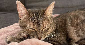 jade pet sitter à Bordeaux  33300_2