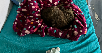 mathilde pet sitter à COUZEIX 87270_5