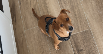 maeva pet sitter à ST CIERS SUR GIRONDE 33820_6