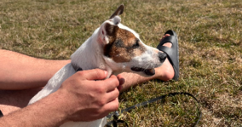 joud pet sitter à BREST 29200_4