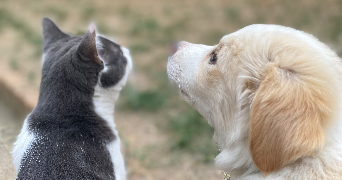océane pet sitter à CRAON 53400_5