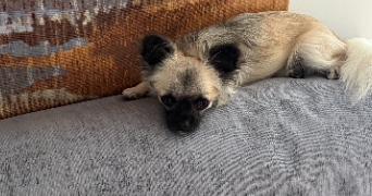 marie christine dog sitter à SOULLANS 85300_8