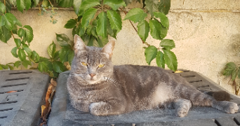 Marjorie pet sitter à ROQUEVAIRE 13360_3