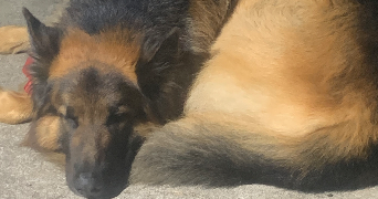 pascale pet sitter à PARAY LE MONIAL 71600_7