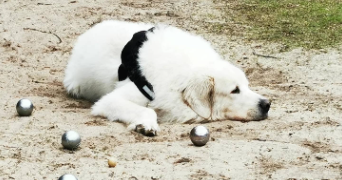 kyllian pet sitter à VILLIERS SUR MARNE 94350_2