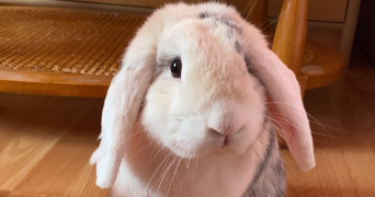 elodie pet sitter à MONTBELIARD 25200_2