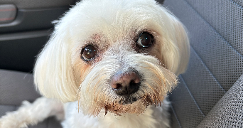 clemence pet sitter à FRESNES 94260_1