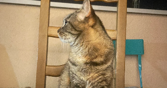 carla pet sitter à VILLEFRANCHE SUR SAONE 69400_4