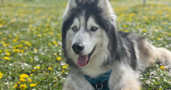 melanie pet sitter à IS SUR TILLE 21120_2