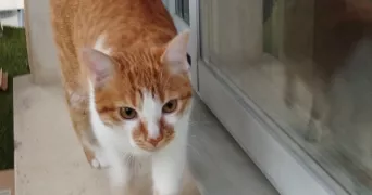 claudine pet sitter à ISLE 87170