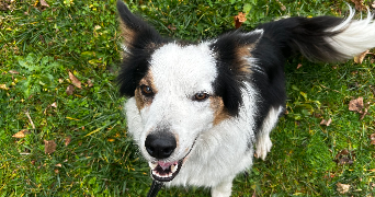 solene pet sitter à MINZIER 74270_1