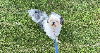 chiara pet sitter à NANTERRE 92000_3