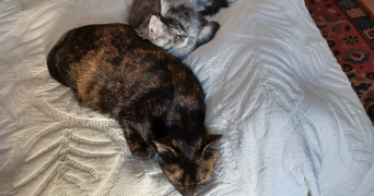 sonia pet sitter à MARSEILLE 08 13008_1