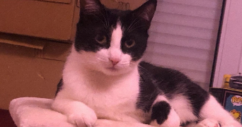 oceane pet sitter à LANESTER 56600_3