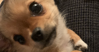 tasnim pet sitter à Marmande 47200_5