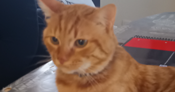 elise pet sitter à SORGUES 84700_6