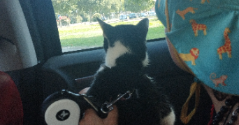 yuna pet sitter à VILLEURBANNE 69100_2