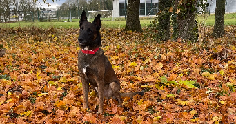 océane pet sitter à Puiseux 08270_2