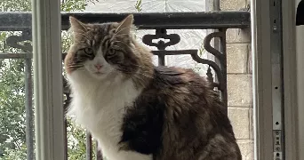 laetitia cat sitter à MONTREUIL 93100