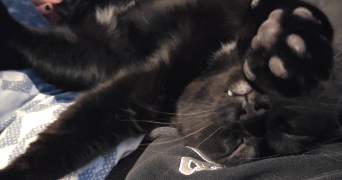 manon pet sitter à ST LEU LA FORET 95320_1