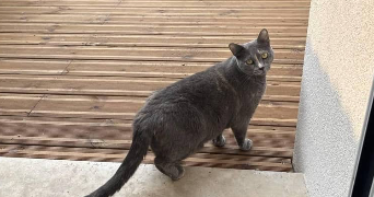 lepers pet sitter à TOURS 37000_9