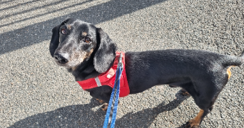 ludivine pet sitter à PALAISEAU 91120_1