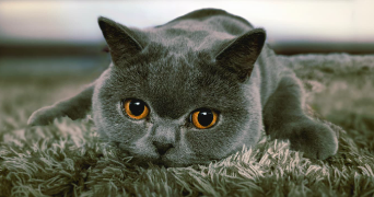 vincent cat sitter à HOUILLES 78800_0