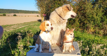 julie pet sitter à MAUREPAS 78310_4