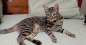 nasma pet sitter à POITIERS 86000_2