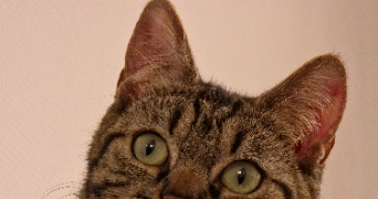 clara pet sitter à LE MANS 72000_4