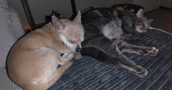 amandine pet sitter à NOYELLES SOUS LENS 62221_5