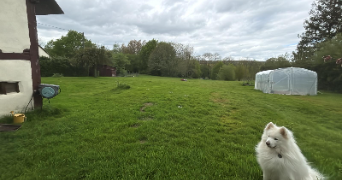 charlotte pet sitter à BRECEY 50370_2