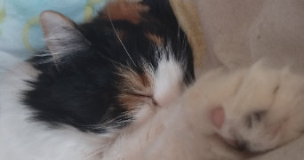 angélina pet sitter à FONTAINEBLEAU 77300_0